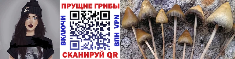 Галлюциногенные грибы Magic Shrooms  сколько стоит  Мичуринск 